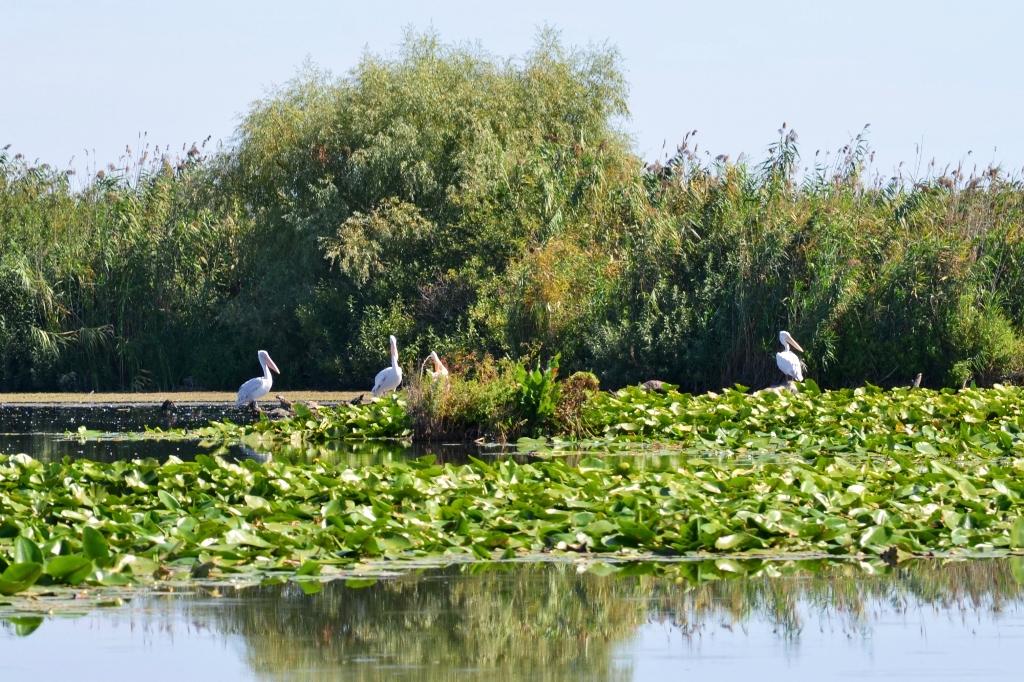 Early Booking 50% la vacanțele Delta pentru Seniori și Delta pentru toți!