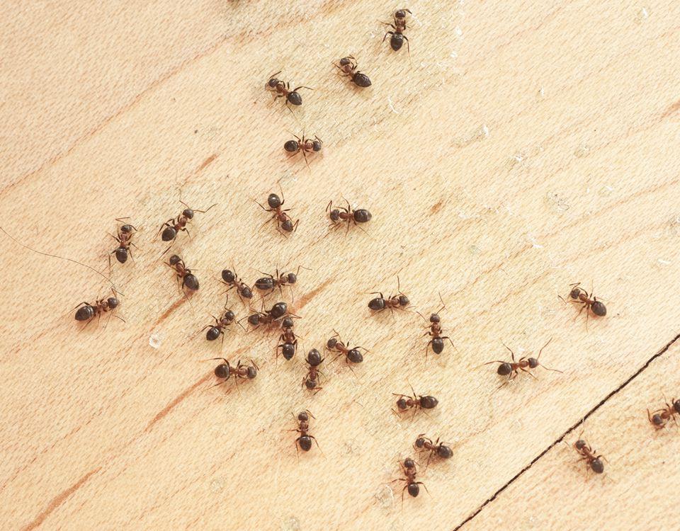 Atenție la aceste furnici! Sunt extrem de periculoase dacă le găsești!