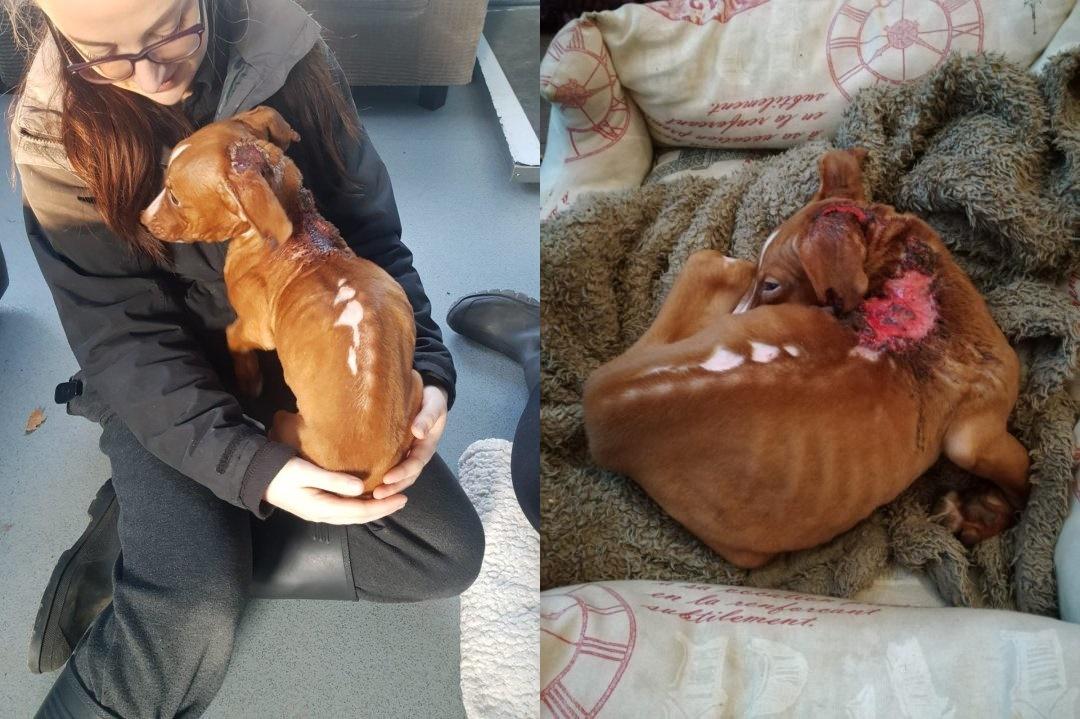 Un cățeluș opărit cu apă fiartă își caută stăpânul! Imaginile care au înduioșat o țară-ntreagă!